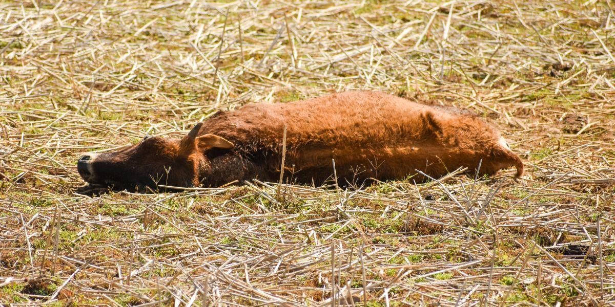 a-dead-cow-from-a-chupacabra-attack