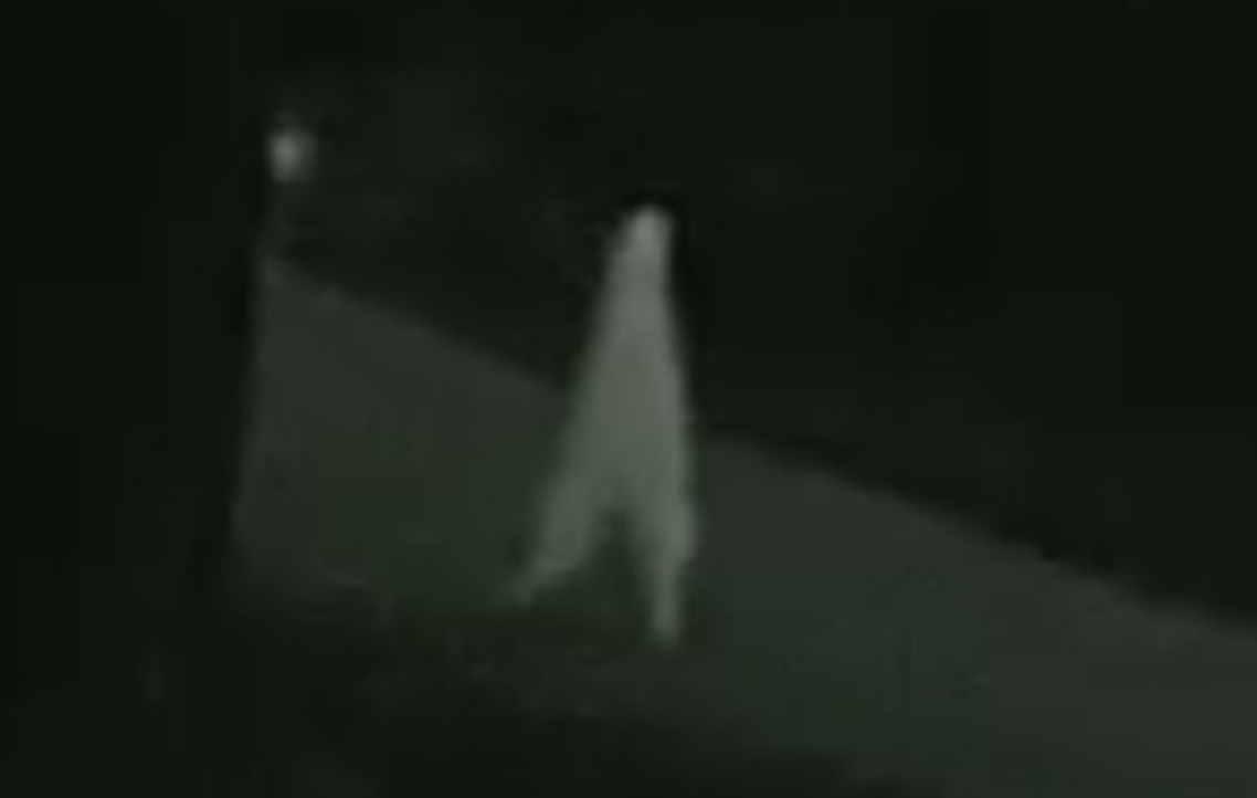 fresno nightcrawler cryptid