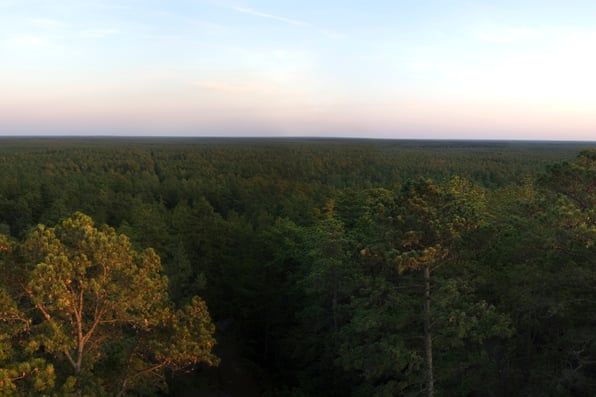 new jersey pine barrens