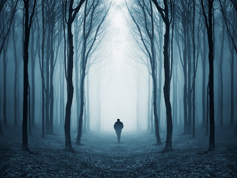 creepy forest and paranormal